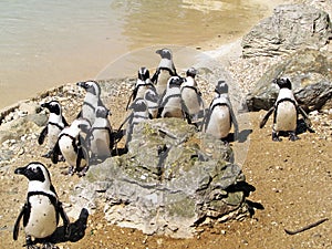 Penguins