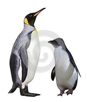 Penguins