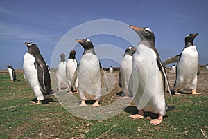 Penguins