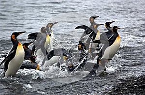 Penguins