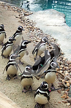 Penguins