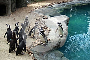 Penguins