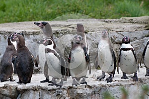 Penguins