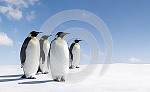 Penguins photo