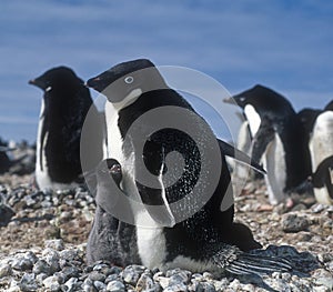 Penguins, Antarctica