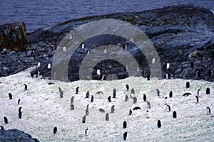 Penguins in the Antarctica