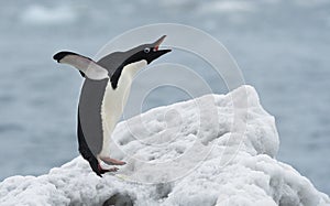 Penguins of Antarctica