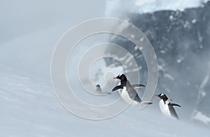 Penguins of Antarctica