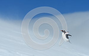 Penguins of Antarctica