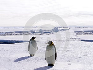 Penguins In Antarctica 2