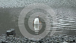 Penguins in Antarctica. Antarctic ice and birds, protection of the environment. A group of gentoo penguins resting on