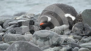 Penguins in Antarctica. Antarctic ice and birds, protection of the environment. A group of gentoo penguins resting on