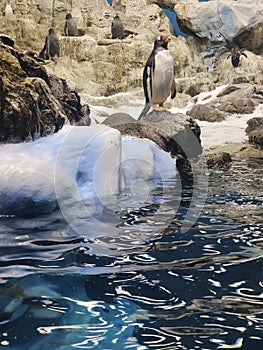 Penguins in the antartic ocean photo