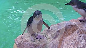 Penguins on aquarium