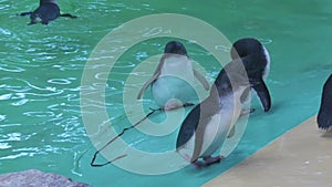 Penguins on aquarium