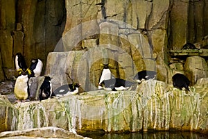 Tučňáci v akvárium 