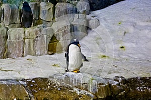 Penguins in an aquarium