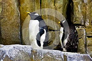 Penguins in an aquarium