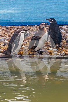 Penguins in aquarium