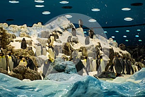 Penguins in the aquarium. A group of penguins.