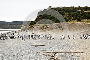 Penguins in Argentina