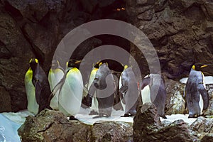 Penguins on the artificial glacier in Loro Park (Loro Parque), T