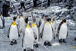 Penguins at Asahiyama Zoo.