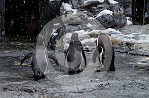 Penguins at Asahiyama Zoo.