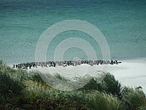 Penguins on The Beach