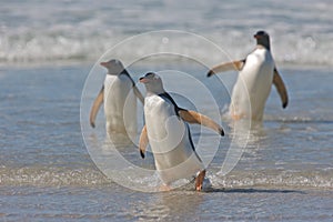 Penguins on a Beach