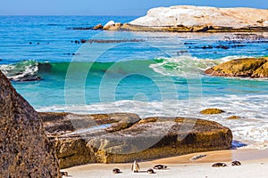 The penguins on the beach of Atlantic Ocean