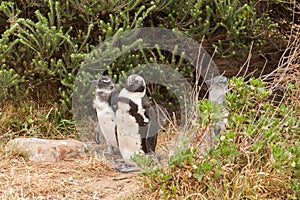 Penguins at the beach of Atlantic ocean in South Africa