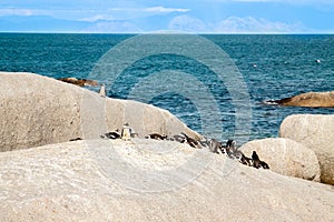 Penguins at the beach of Atlantic ocean in South Africa