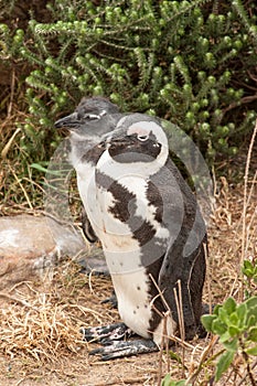 Penguins at the beach of Atlantic ocean in South Africa