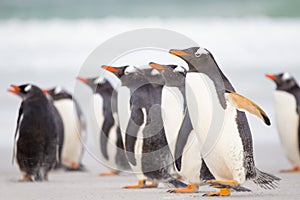 Penguins on the beach with azure sea in background.