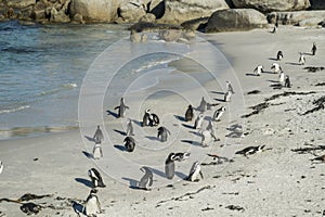 Penguins beach in cape town