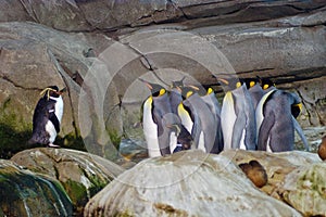 Penguins at the Berlin zoo