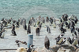 Penguins in Betty,s bay town in south africa