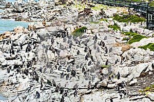 Penguins in Betty,s bay town in south africa