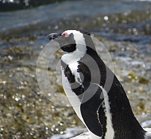 penguins on boulder beach, Simons Town