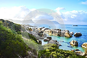 Penguins in boulder& x27;s beach cape-town south-africa with seaside