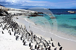 Penguins at Boulders Beach