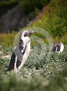 Penguins at Boulders beach