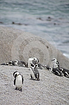 Penguins at Boulders Beach