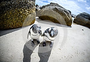 Penguins at boulders beach,capetown,south africa