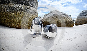 Penguins at boulders beach,capetown,south africa 2