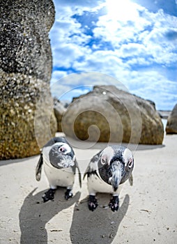 Penguins at boulders beach,capetown,south africa 4