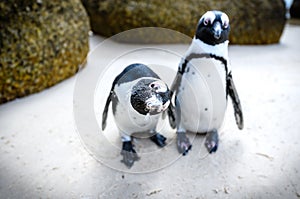 Penguins at boulders beach,capetown,south africa 5