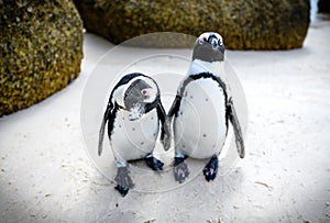 Penguins at boulders beach,capetown,south africa 6