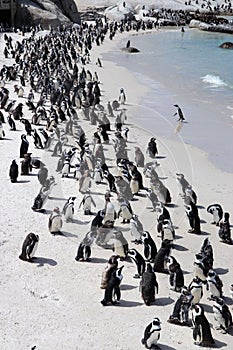 Penguins at Boulders Beach photo